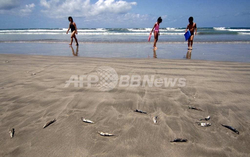 温暖化で貝毒増える恐れ、米研究 温暖化で貝毒増える恐れ、米研究