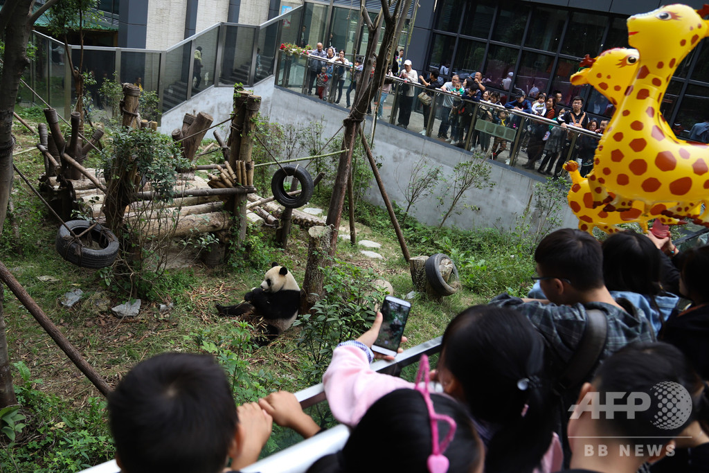 四川の「パンダ基地」、2時間待ちで観覧5分 中国の大型連休中 四川の「パンダ基地」、2時間待ちで観覧5分 中国の大型連休中