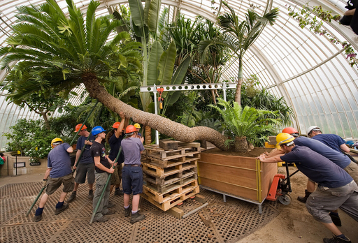 樹齢234年、世界最高齢？の鉢植え 英植物園のソテツ 写真6枚 国際