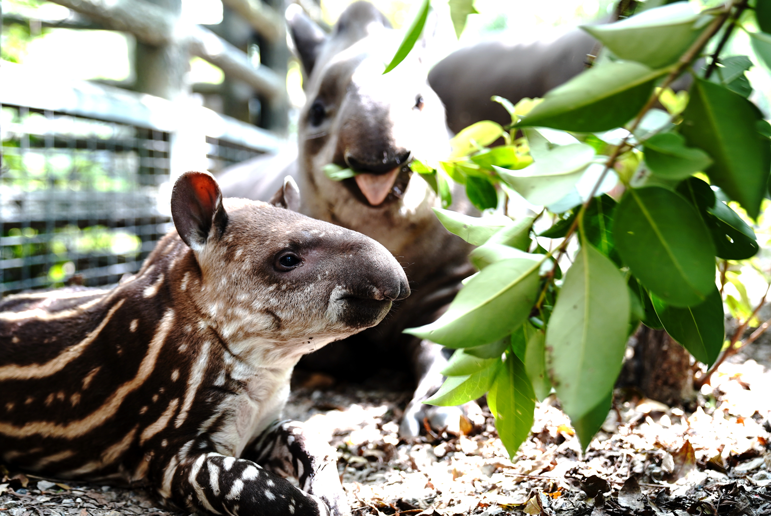 アメリカバクの親子 上海動物園 写真8枚 国際ニュース Afpbb News