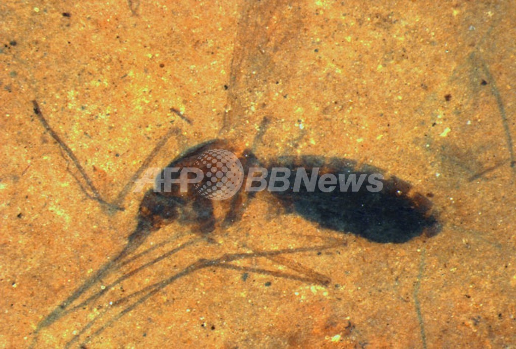 腹部が血液でふくらんだ4600万年前の蚊の化石を発見 腹部が血液でふくらんだ4600万年前の蚊の化石を発見
