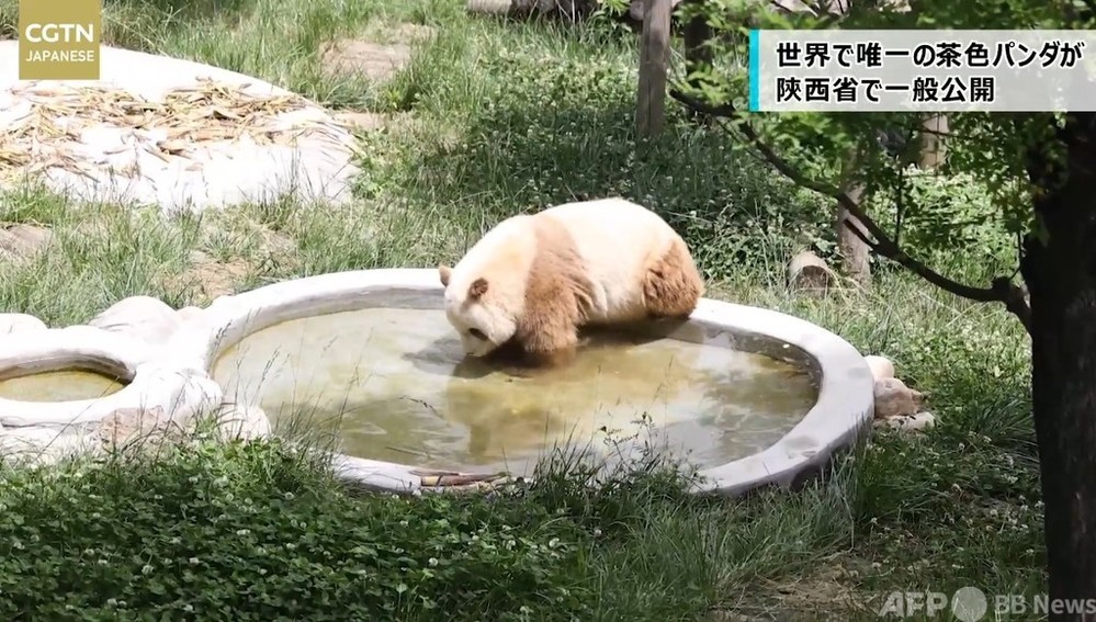 動画 世界で唯一の茶色パンダが中国陝西省で一般公開 写真1枚 国際ニュース Afpbb News