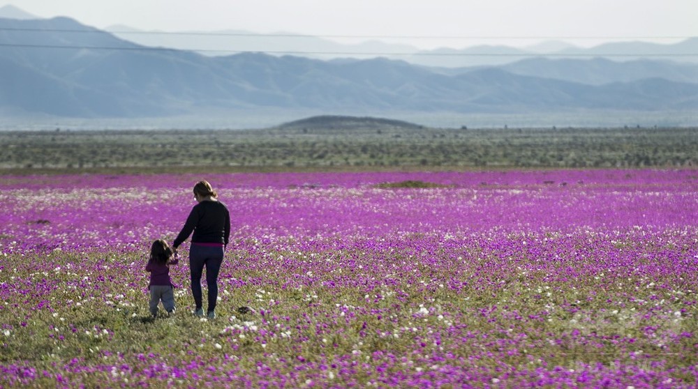 砂漠が花畑に チリの自然現象 写真12枚 国際ニュース Afpbb News