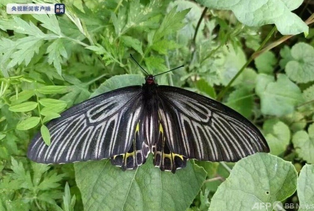 国産蝶標本 ウスバキチョウ♂️ トムラウシ山 規制前野外採集 珍品