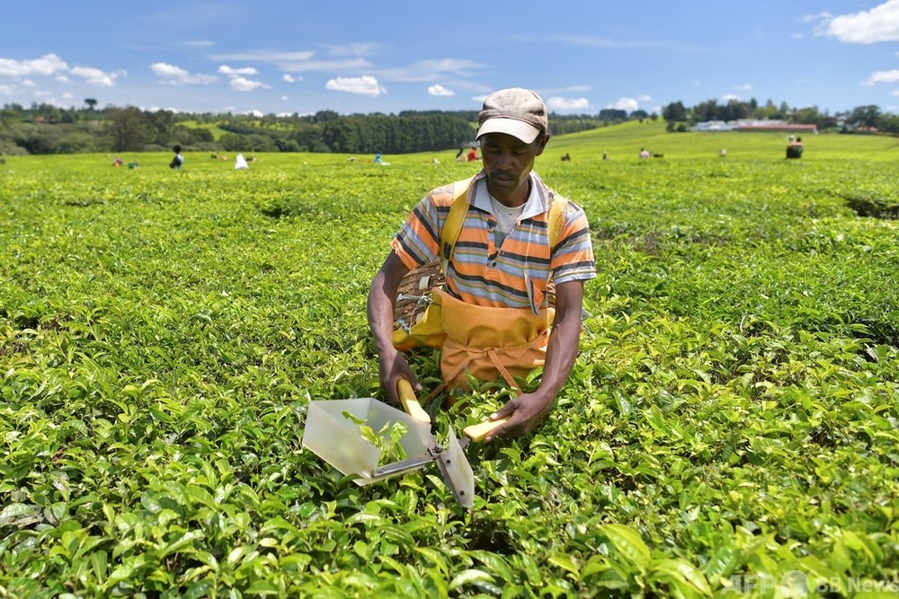ケニアの茶産業、気候変動で壊滅的打撃か 分析