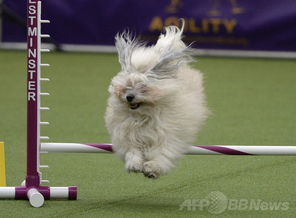犬の機敏さ競う「アジリティ」選手権、NYで開催