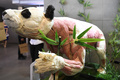 パンダの筋肉の標本（2018年4月25日撮影）。(c)CNS/安源
