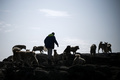 グリーンランドの島で飼い犬と歩く男性（2019年8月19日撮影、資料写真）。(c)Jonathan NACKSTRAND / AFP