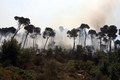 レバノンの首都ベイルート（Beirut）東部郊外アレー（Aley）の山火事で、松林から上がる煙（2008年7月22日撮影）。(c)AFP/RAMZI HAIDAR