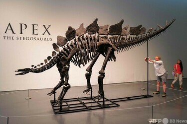 過去最大級のステゴサウルス骨格標本、NYで競売へ 写真9枚 国際