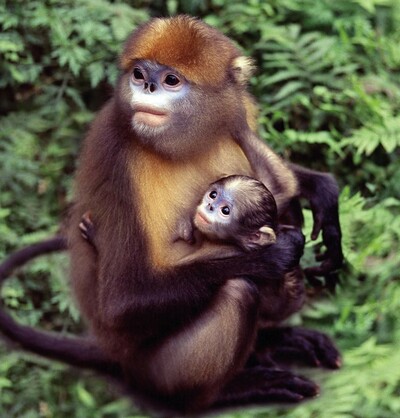 世界自然遺産の梵浄山で新種17種を発見 中国・貴州省