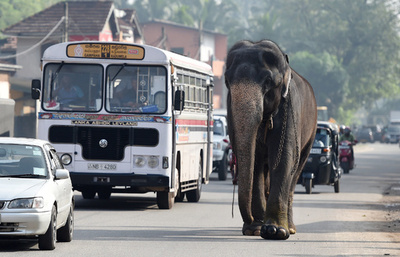 スリランカの警察官、ゾウに追いかけられ自動小銃紛失 捜索実施