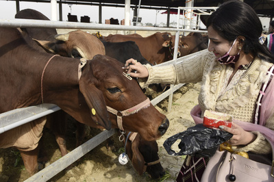 うし年にぴったり？ インドで「牛の科学」検定実施へ、外国人の受験も歓迎