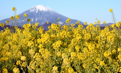 菜の花と富士山の共演、見頃は2月中旬まで 神奈川