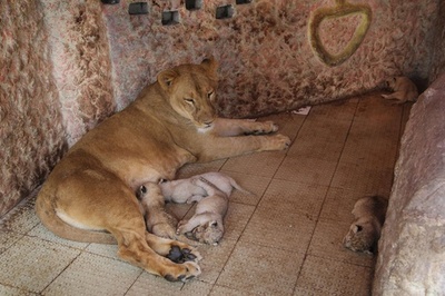 ペットライオンが5つ子出産、パキスタン