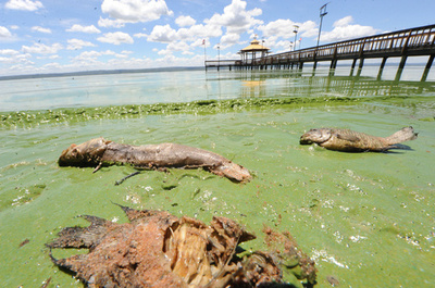 藻が大量発生、緑に染まったパラグアイの湖