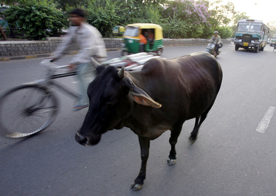 インド、ウシが原因で交通事故死の男性遺族に慰謝料