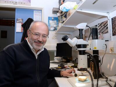 ヒト族、150万年前に骨から道具 研究