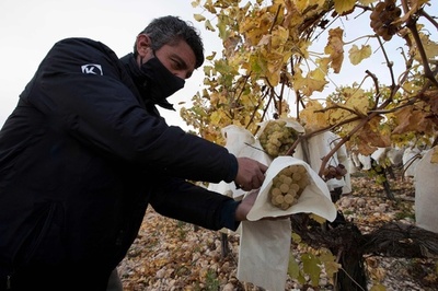 願いかなう？ スペインの「年越しブドウ」、出荷へ準備着々