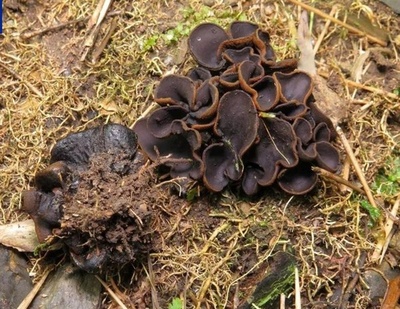 中国広西で大型真菌類の新種発見 「花坪暗盤菌」と命名