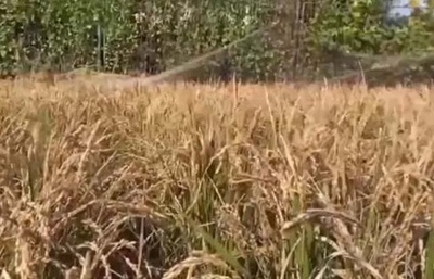 中国宇宙ステーションでの第3世代の「宇宙の稲」が間もなく収穫