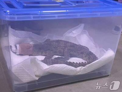韓国・シャムワニ逃走事件、所有者の男を立件…絶滅危惧種を無許可飼育、ワニガメも発見