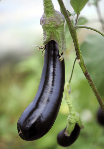 ナス1本窃盗で9年裁判、イタリア人男性に無罪