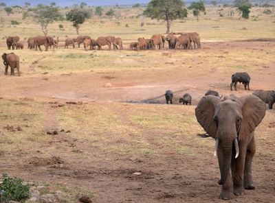 世界の自然保護区、約3割に「強い人的圧力」 研究