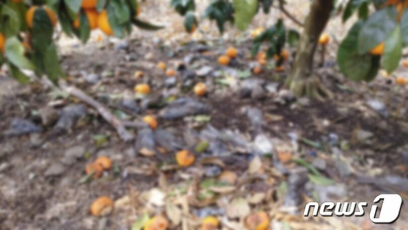 済州のある果樹園で集団死したヒヨドリ＝韓国鳥類保護協会済州道支会提供(c)news1