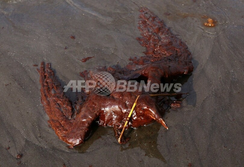 油まみれの鳥たち、メキシコ湾原油流出事故