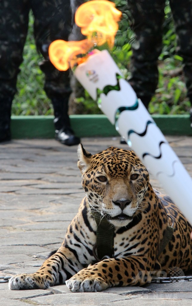 五輪の聖火行事に参加したジャガー逃走 兵士が射殺 ブラジル 写真3枚 国際ニュース Afpbb News