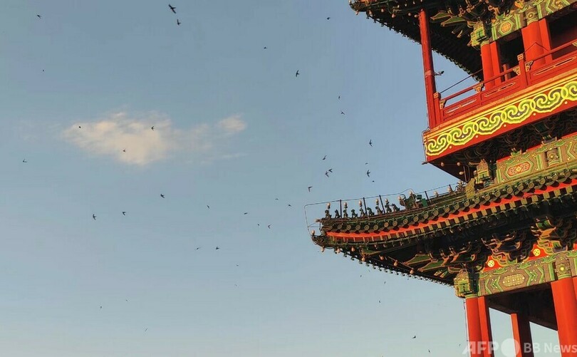 北京のアマツバメは中軸線の生態保護の証
