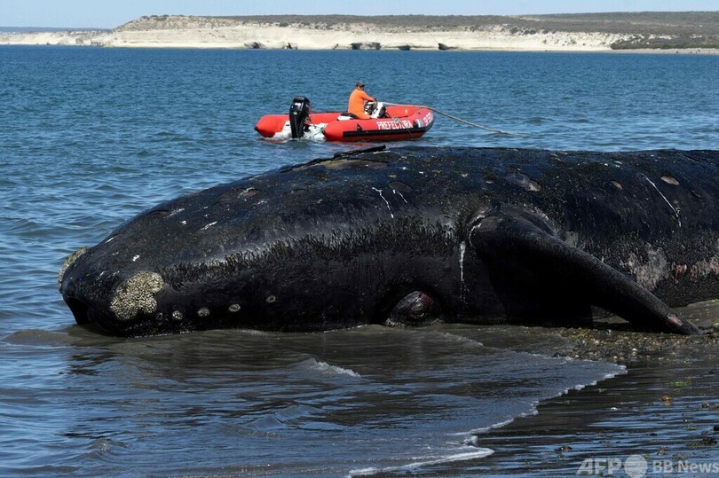 クジラの死骸相次ぎ発見、赤潮か アルゼンチン