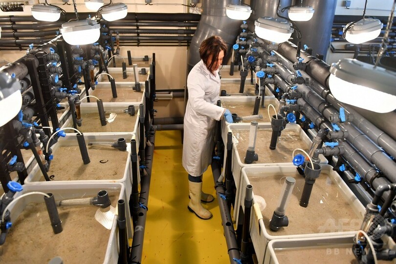 釣りエサから奇跡の担い手に？ ゴカイがヒトの代替血液に貢献の可能性