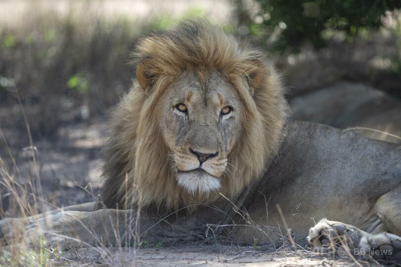 キャンプ客、ライオンに襲われ死亡 ナミビア