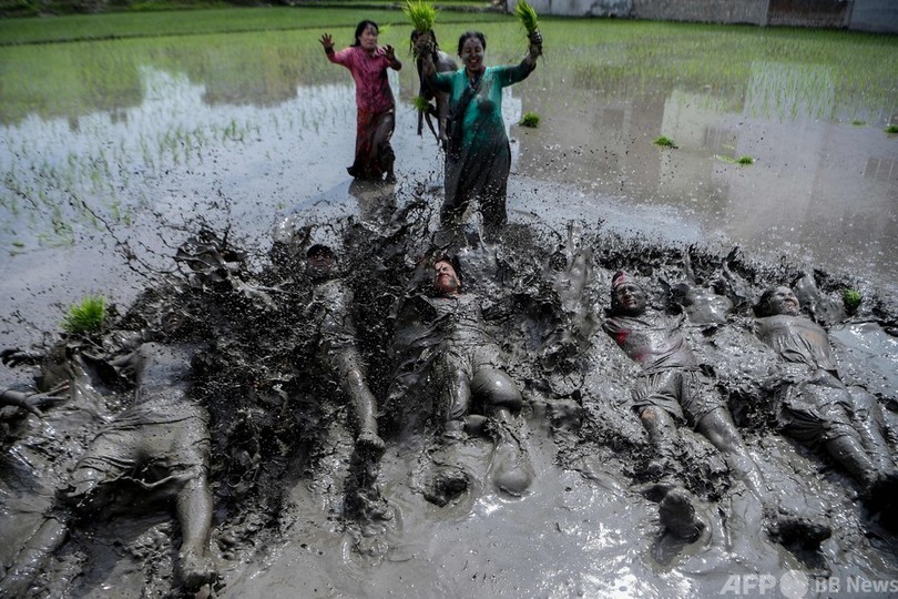 田んぼにダイブ 泥だらけで飲み祝う 田植えの日 ネパール 写真14枚 国際ニュース Afpbb News