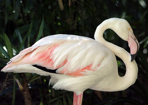 世界最高齢のフラミンゴ死す、83歳 豪動物園 写真3枚 国際ニュース