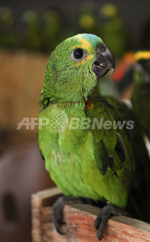 希少動物のネット販売が活発化、摘発困難 希少動物のネット販売が活発化、摘発困難