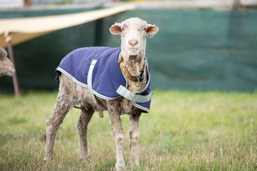 羊 35kgもの羊毛で全身が覆われた羊が保護される - GIGAZINE