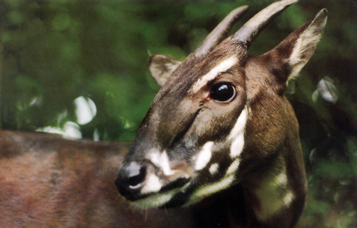 写真特集 珍しい動物たち 写真16枚 国際ニュース Afpbb News