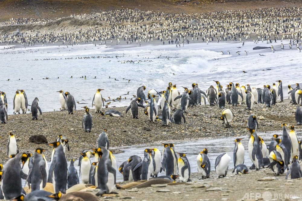 巨大氷山の進路にペンギンの一大繁殖地、衝突すればひな生存の危機