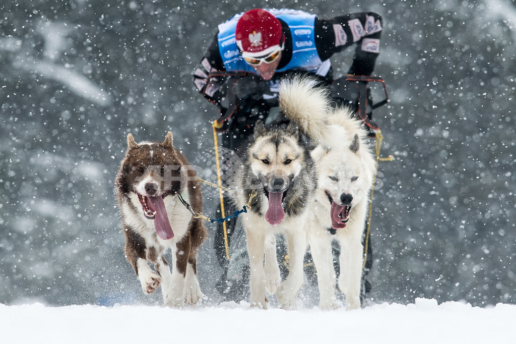 雪の中を疾走！犬ぞり欧州選手権 ドイツ
