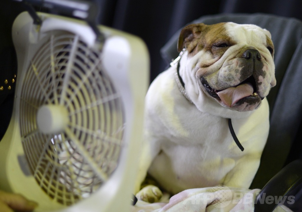 「美犬」大集合、ウエストミンスター・ケンネル・クラブ・ドッグショー