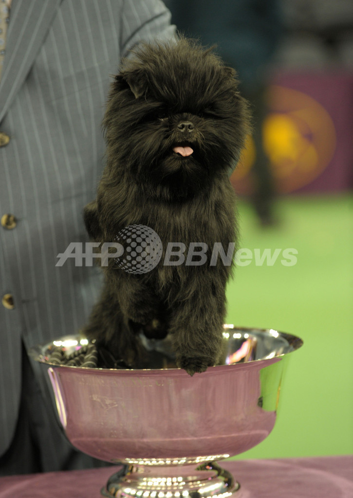 アーフェンピンシャーに栄冠、ウエストミンスター・ドッグショー