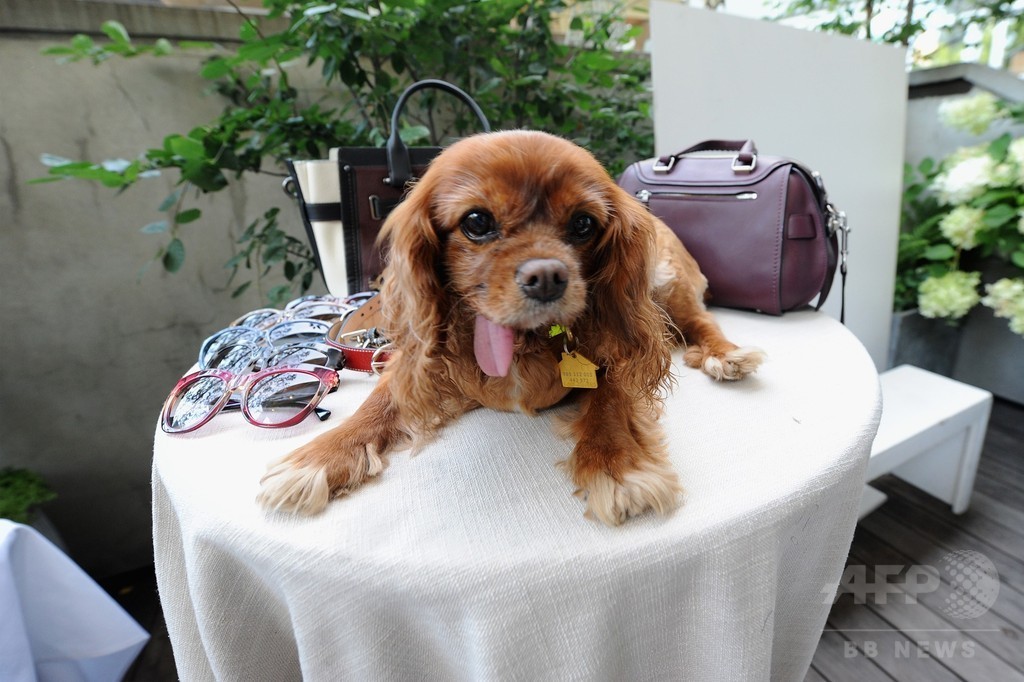 アリアナ・グランデの愛犬も登場！「コーチ」新キャンペーンイベント
