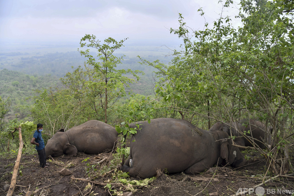 落雷が原因か、ゾウ18頭死ぬ インド北東部 写真16枚 ファッション