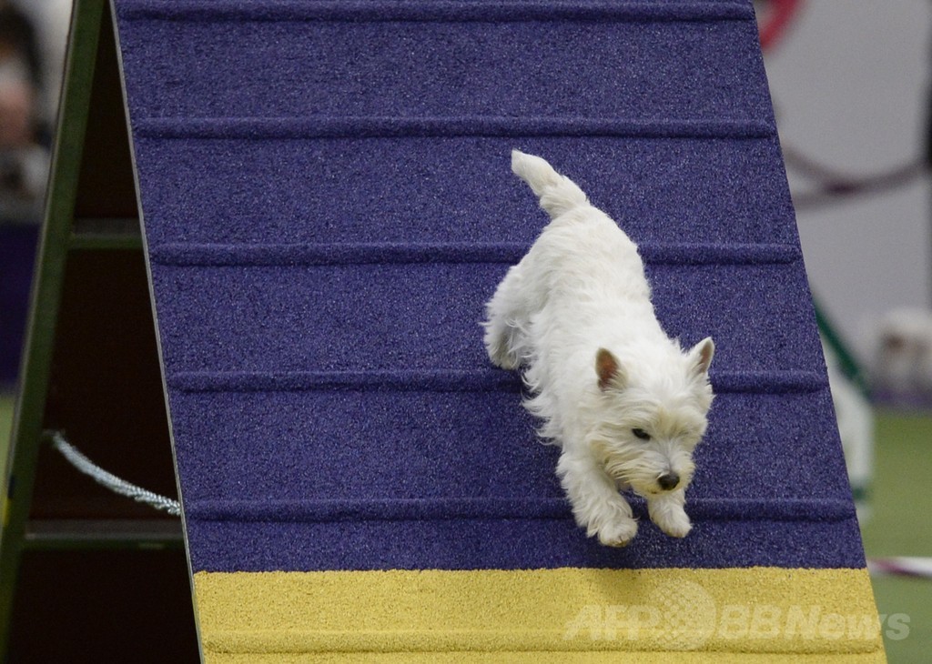 犬の機敏さ競う「アジリティ」選手権、NYで開催