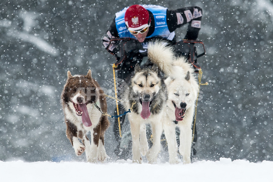 雪の中を疾走！犬ぞり欧州選手権 ドイツ