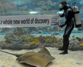 フィリピンのマニラ（Manila）にある水族館で、米半導体大手インテル（Intel）の「Intel Atom micro-processor」の宣伝のための横断幕を水中で広げる男性たち（2008年9月4日撮影）。(c)AFP/Jay DIRECTO