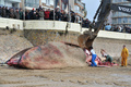 フランス西部レ・サーブル・ドロンヌ（Les Sables d&apos;Olonne）の海岸で25日早朝、全長18メートルのクジラが打ち上げられているのがみつかった。

写真は、浜辺で解体されるクジラと集まった人たち（2013年1月25日撮影）。(c)AFP/FRANK PERRY